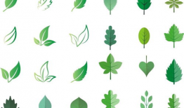 叶子动漫,描绘青春梦想的彩色画卷